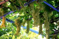 Canopée verte avec Vitis - Vigne de raisin avec des grappes de raisin