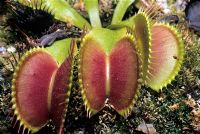 Dionaea muscipula. Piège à mouches Vénus