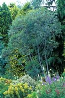 Eucalyptus pauciflora subsp. niphophila, 'White Sally '.