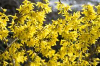 Forsythia 'Lynwood'