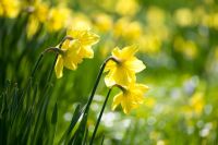 Narcisse 'Carlton' - Jonquilles de printemps
