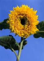 Helianthus annuus 'Titanic'