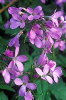 Cardamine quinquefolia