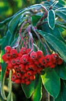 Photinia davidiana