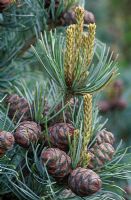 Pinus parviflora 'Negishi' - Gros plan des cônes et nouvelle croissance