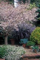 Prunus incisa 'Kojo No Mai' - en fleurs dans un parterre de fleurs avec Erica carnea 'Springwood White' en dessous au Foggy Bottom Garden, Bressingham