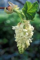 Ribes sanguineum 'White Icicle' - Groseille fleurie