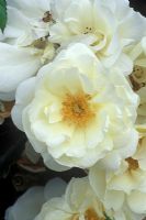 Rosa 'Tapis de fleurs blanches'