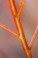 Salix alba subsp 'Vitellina Britzensis' - Saule doré
