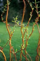 Salix erythroflexuosa - Saule avec de nouvelles feuilles sur des tiges torsadées