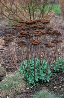 Sedum telephium 'Matrona' - Orpin en mars avec têtes de graines séchées et nouvelle croissance fraîche