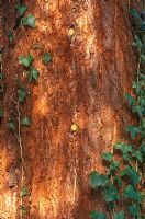 Sequoiadendron giganteum - tronc de grand arbre de Californie