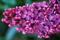 Syringa x hyacinthiflora 'Esther Staley' - Floraison lilas en mai