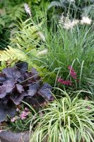 Pot d'automne avec Heuchera 'obsidian', Pennisetum orientale, Carex 'Evergold', Dryopteris erythrosora, Erica cinerea et Erica cilliaris.