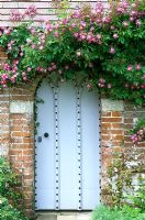 Rosa 'Veilchenblau' grandissant mur de brique et porte à Mannington Hall, Norfolk