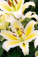 Lilium - lys hybride oriental 'Joyeux anniversaire'