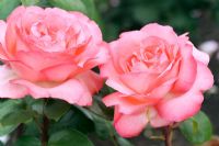 Rosa 'Panthère rose'