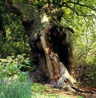 Quercus - Ancien chêne creux dans les jardins de la vallée de Windsor.