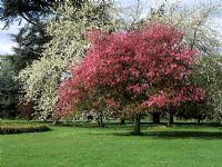 Malus 'Laxtons Red' avec Prunus Avium Plena