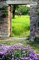 Jardin d'herbes muré rustique dans le nord de la France. Ciboulette en fleurs au premier plan. À travers l'arche, on voit un cheval paître dans le champ.