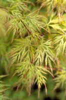 Acer dissectum 'Emerald Lace '