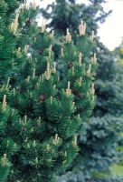 Pinus mugo Gnom - Pin de montagne nain au feuillage bleu vert et vieux cônes