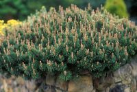 Pinus mugo Humpy - Pin de montagne nain au feuillage bleu-vert sur la paroi rocheuse