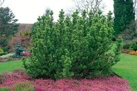 Pinus mugo Pumilio Group - Pin de montagne nain en parterre de fleurs