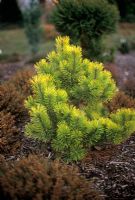 Pinus mugo Zundert - Pin nain avec feuillage jaune en parterre de fleurs