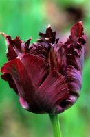 Tulipa 'Perroquet noir'