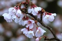 Prunus incisa 'Kojo-no-mai' - Cerise Fuji