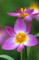 Tulipa saxatilis 'groupe bakeri' syn. T.bakeri