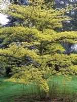 Cornus controversa 'Variegata'