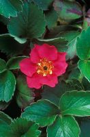 Fragaria 'Red Ruby' - Floraison de fraise en avril