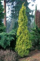 Juniperus chinensis 'Aurea '