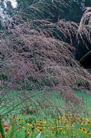 Molinia caerulea subsp. arundinacea 'Transparent '