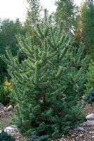Pinus sylvestris 'Inverleith' - Pin sylvestre