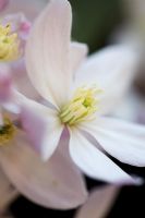 Clematis armandii 'Fleur de pommier'