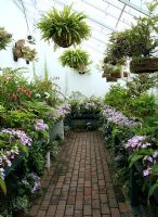 Collection de fougères, d'orchidées et de streptocarpes à l'intérieur d'une serre à West Dean