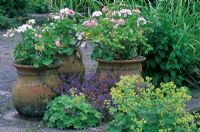 Pelargoniums roses et blancs en pots, Achemilla mollis et Campanula devant