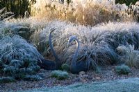 Cygnes en bronze parmi les parterres de graminées sur un matin glacial en hiver.