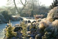 Tôt le soleil sur un matin d'hiver glacial dans le jardin de John Massey. Des conifères et des graminées sur le jardin de rocaille dont Stipa tenuissima, Ginkgo biloba et Abies concolorent 'Wintergold' au premier plan.