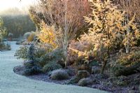Larix decidua 'Little Bogle' syn L. europaea - mélèze, dans le parterre de fleurs dell un matin d'hiver glacial. La pelouse se courbe vers le point focal de l'urne au loin.