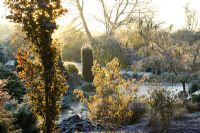 Première lumière de l'aube sur l'étang gelé du jardin de John Massey, un matin d'hiver glacial. Feuilles rétroéclairées de Fagus sylvatica 'Dawyck' (hêtre) au premier plan