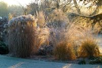 Herbes parterre rétro-éclairé par la lumière du soleil d'hiver sur un matin d'hiver glacial. Molinia caerulea subsp. arundinacea 'Transparent' et Miscanthus sacchariflorus robustus