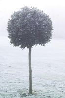 Boule de houx standard coupée dans le brouillard et le givre - Ilex aquifolium 'Sibérie'