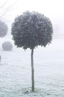 Boule de houx standard coupée dans le brouillard et le givre - Ilex aquifolium 'Sibérie'