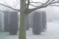 Groupe de piliers de l'if sur un matin brumeux et glacial dans le jardin de John Massey - Taxus baccata