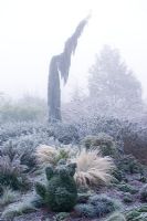 Sequoiadendron giganteum 'Pendulum' par un matin glacial et brumeux. Boîte topiaire d'ours au premier plan