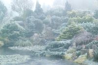 Étang gelé et rocaille plantés de conifères dans le jardin de John Massey un matin d'hiver glacial.